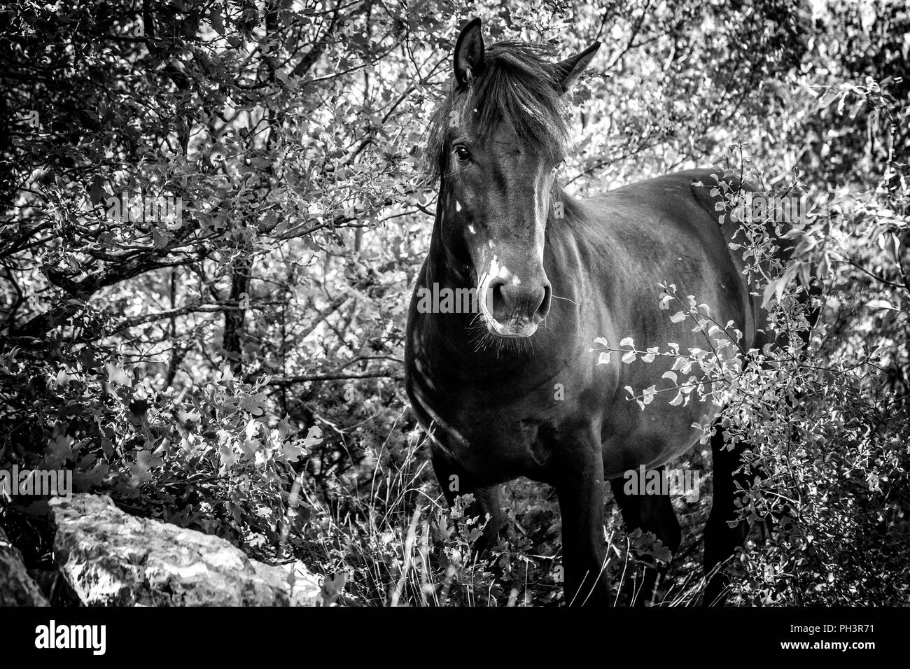 Cheval sauvage dans une forêt (noir et blanc) Banque D'Images