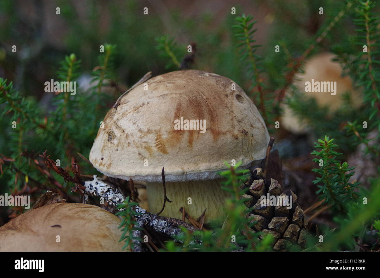 De plus en plus de champignons dans une forêt en automne Banque D'Images