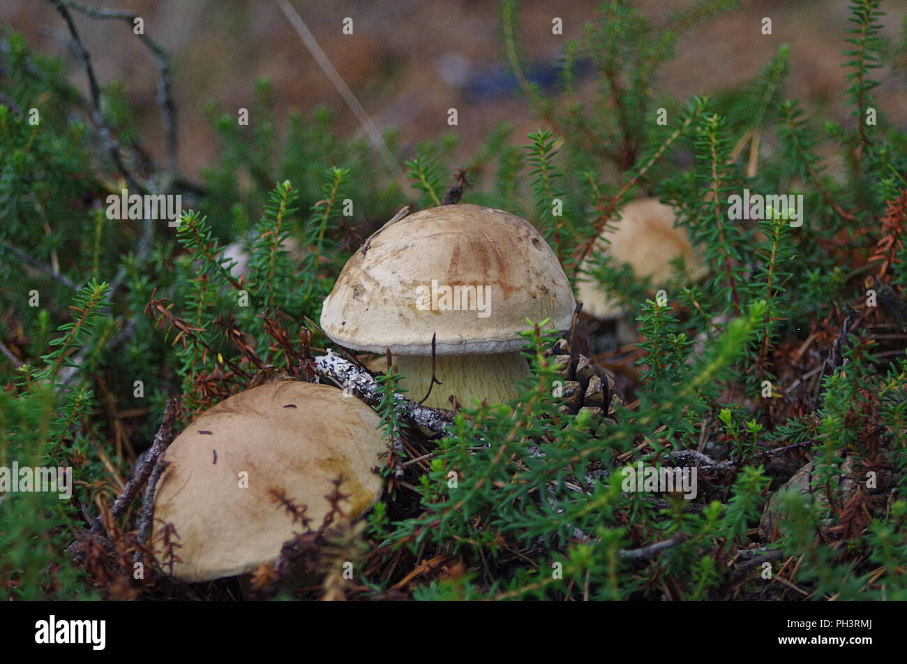 De plus en plus de champignons dans une forêt en automne Banque D'Images