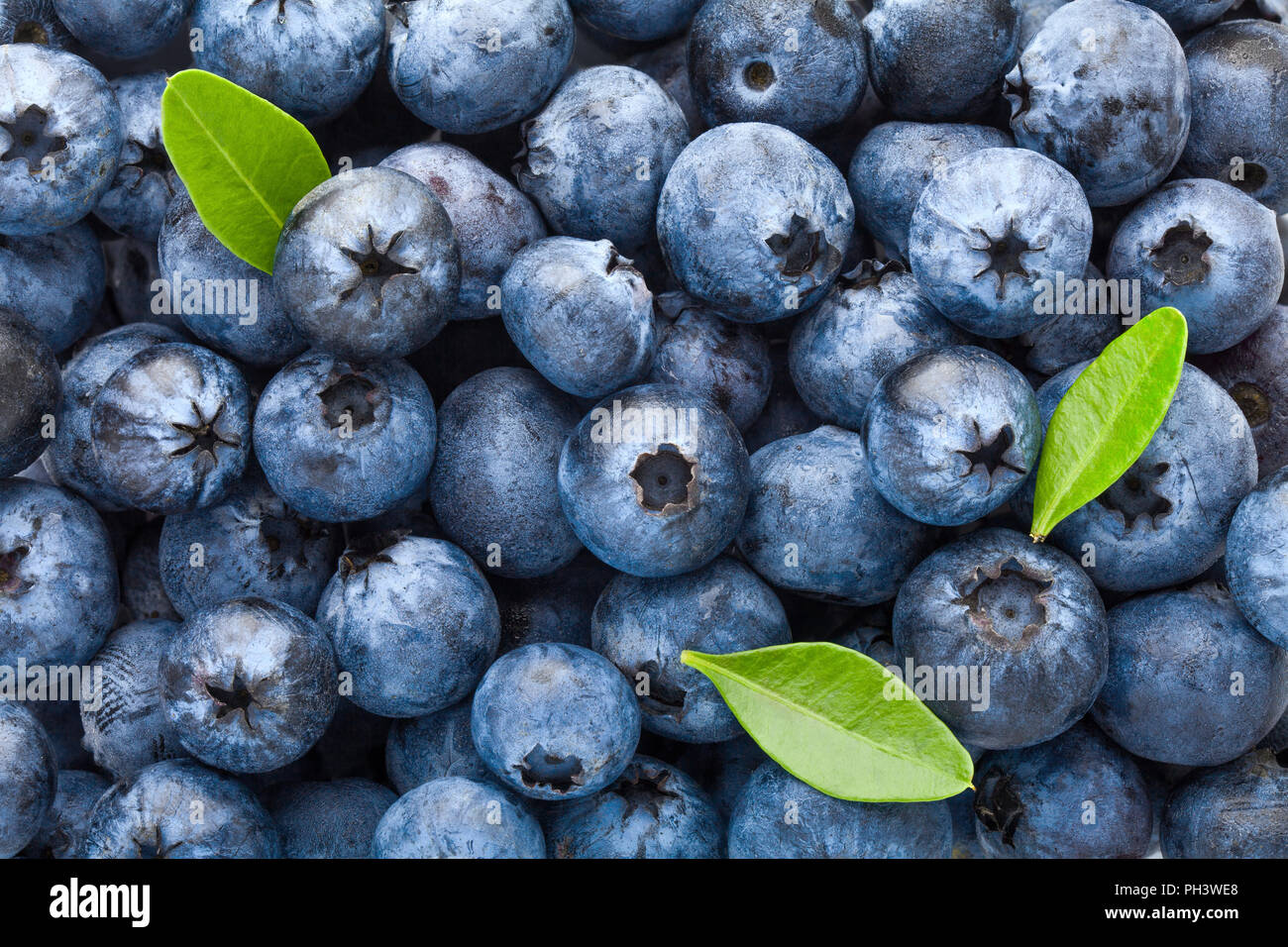 Blueberry, chemin, isolé sur fond blanc, la profondeur de champ, de haute qualité Banque D'Images