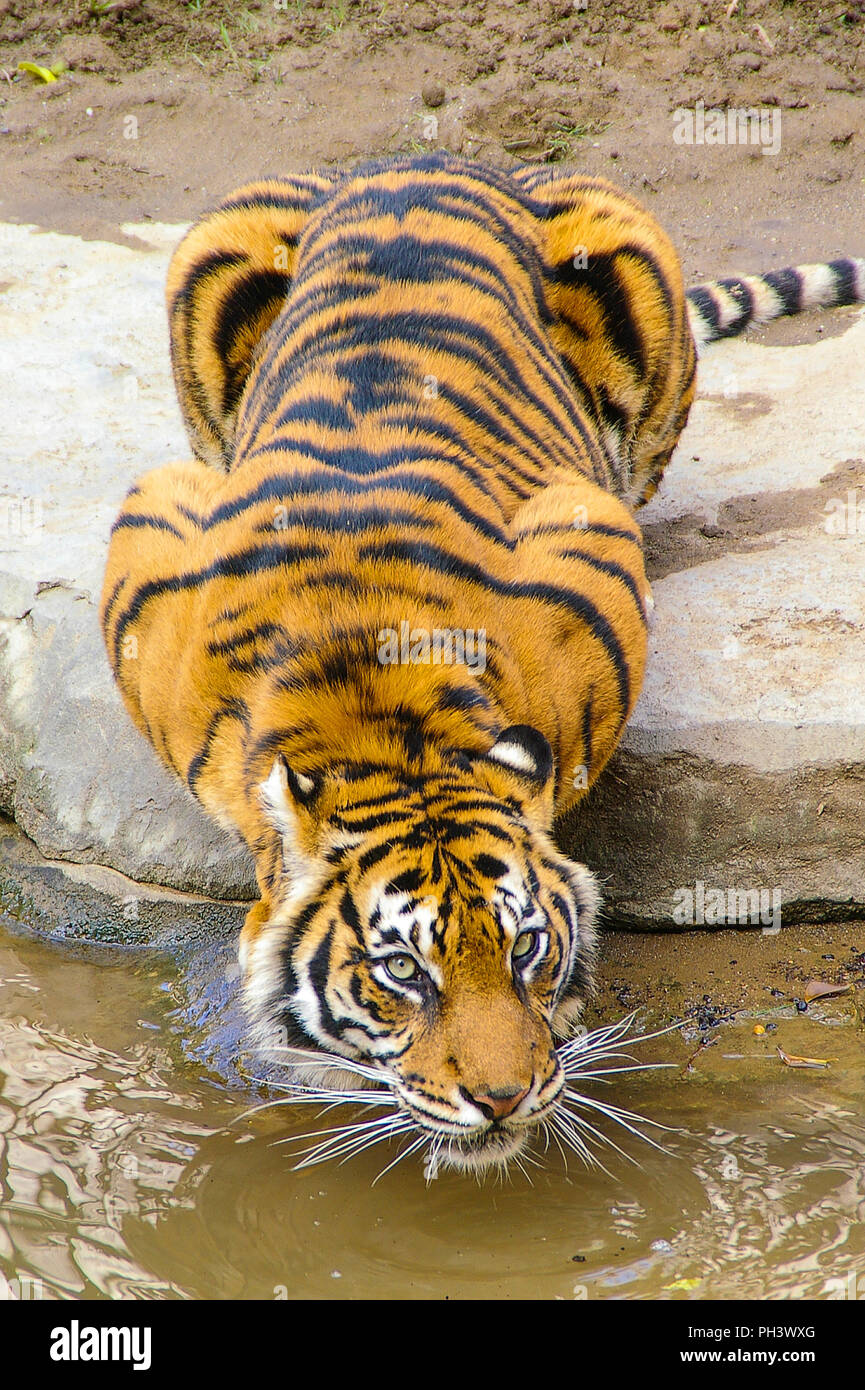 Tigre de Sumatran, Panthera tigris sondaica buvant de l'eau Bioparc Fuengirola zoo. En captivité. Programme de conservation. Fuengirola, Espagne, Europe Banque D'Images