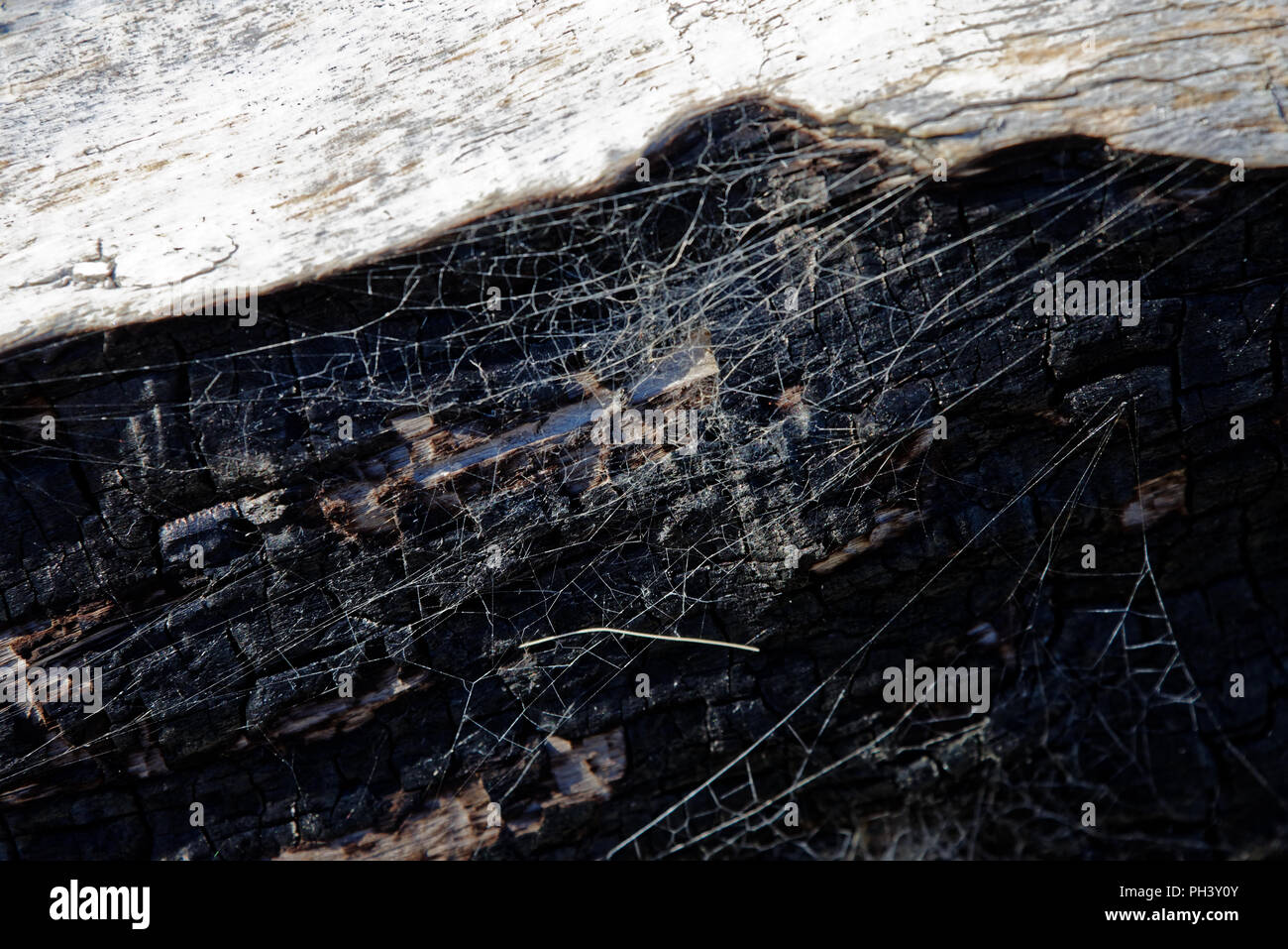 Spider's Web sur un tronc brûlé Banque D'Images