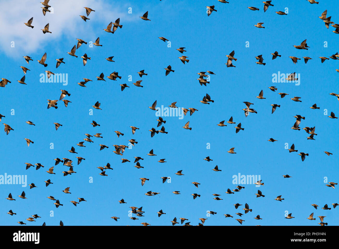 Des oiseaux volent à travers le ciel bleu Banque D'Images