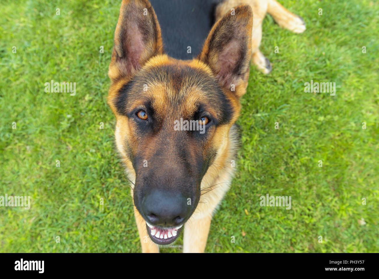 Gros Plan Sur Drole Jeune Berger Allemand Pose Dans L Herbe Et A La Recherche Dans Une Drole De Facon Dans L Appareil Photo Photo Stock Alamy