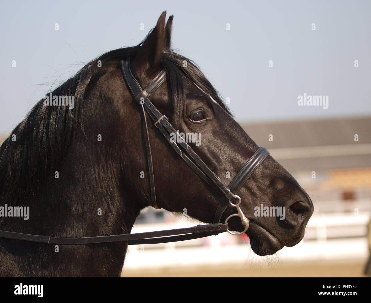 Un coup de tête d'un cheval noir dans un bridon. Banque D'Images