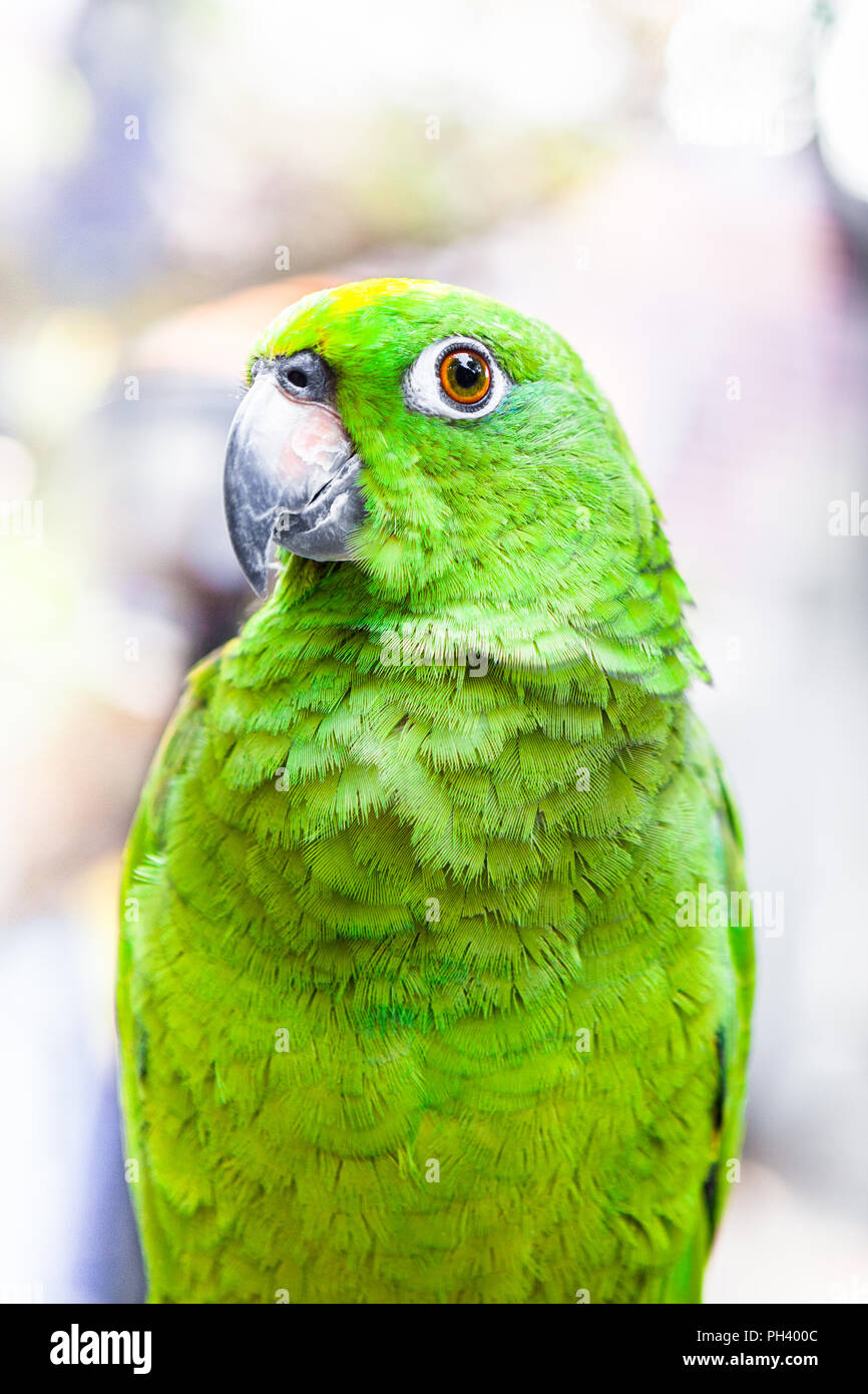 Asiatique Vert perroquet, marché aux oiseaux près de Mong Kok, Hong Kong, Chine Banque D'Images