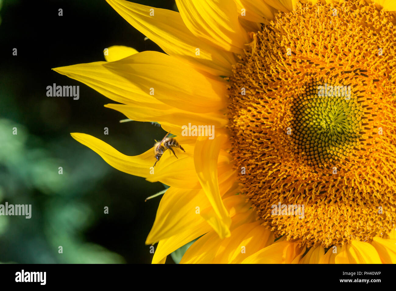 Abeille SUR UN TOURNESOL Banque D'Images