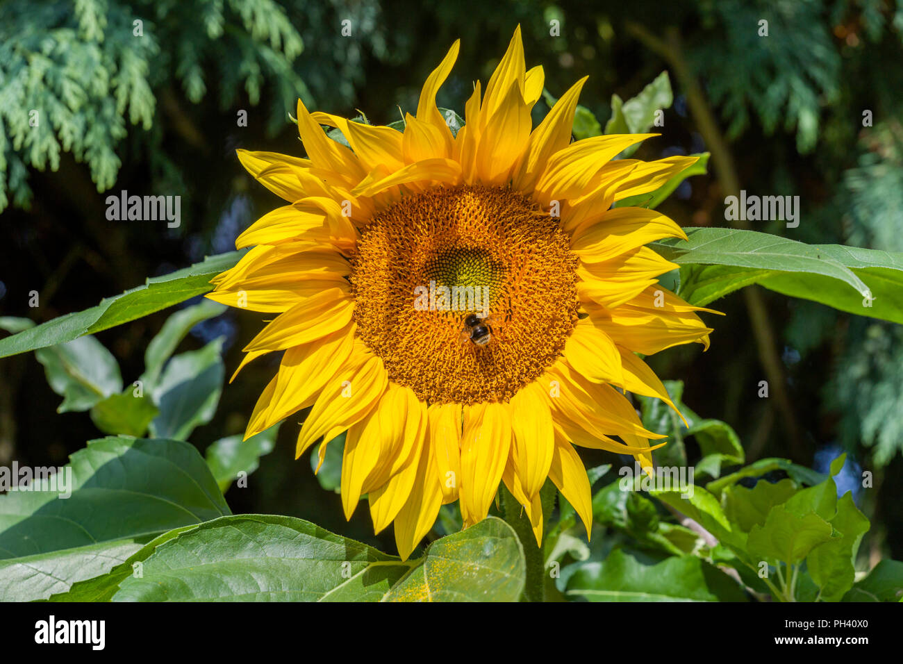 Abeille SUR UN TOURNESOL Banque D'Images