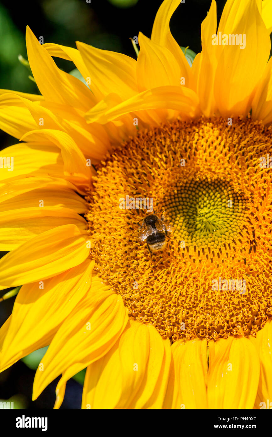 Abeille SUR UN TOURNESOL Banque D'Images