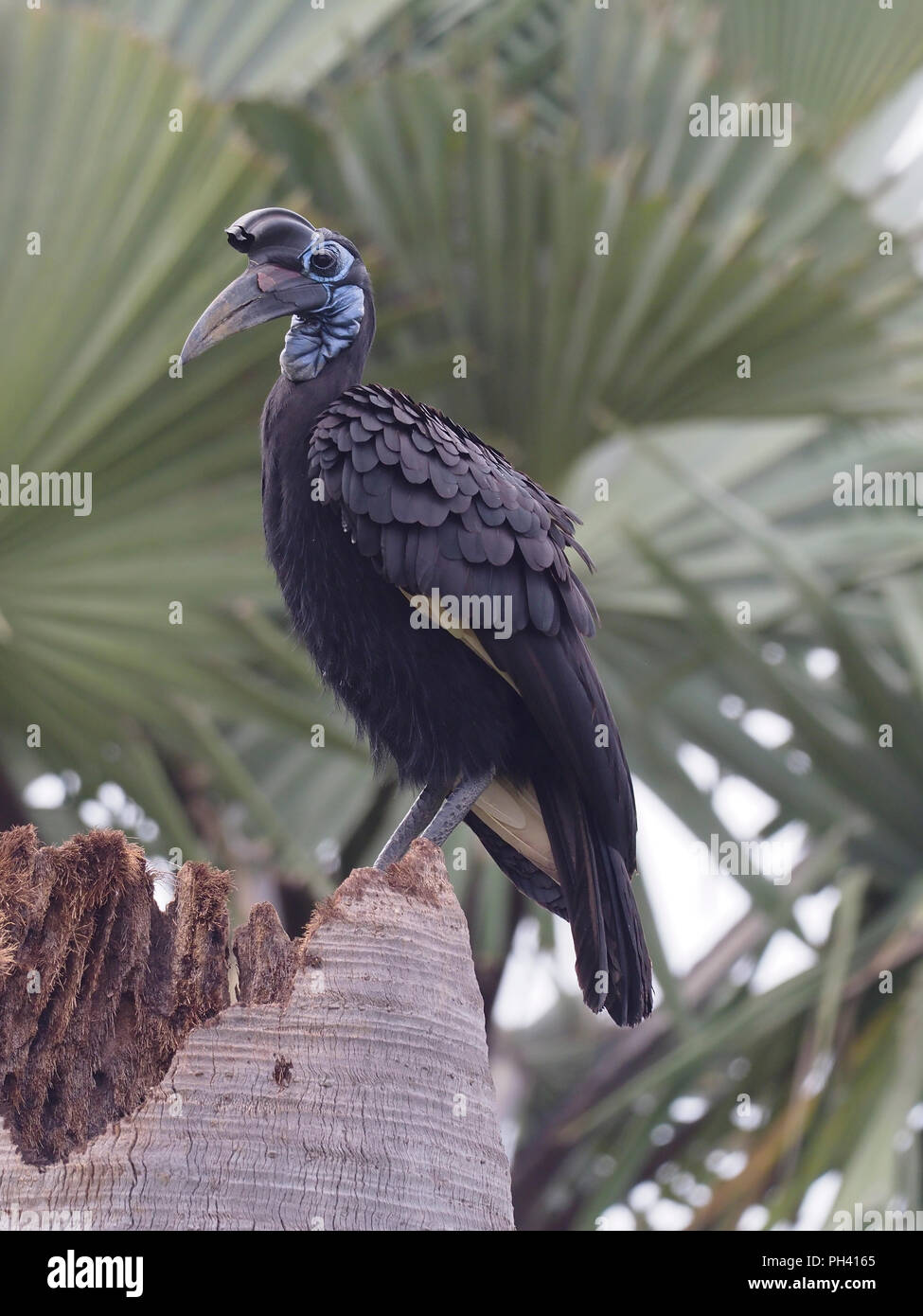 Black-casqued hornbill, Ceratogymna atrata, seul oiseau sur la branche, de l'Ouganda, août 2018 Banque D'Images