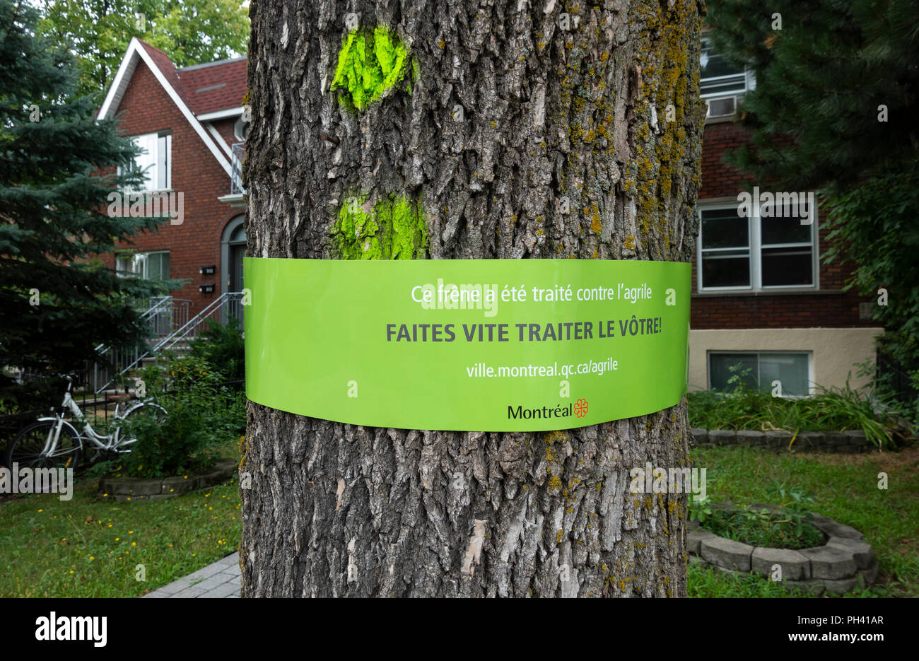 Le traitement de l'infestation de punaises de frênes. Les scolytes de l'agrile du frêne, un petit bug, destructrices ont infecté des milliers d'arbres à travers Montréal. Banque D'Images
