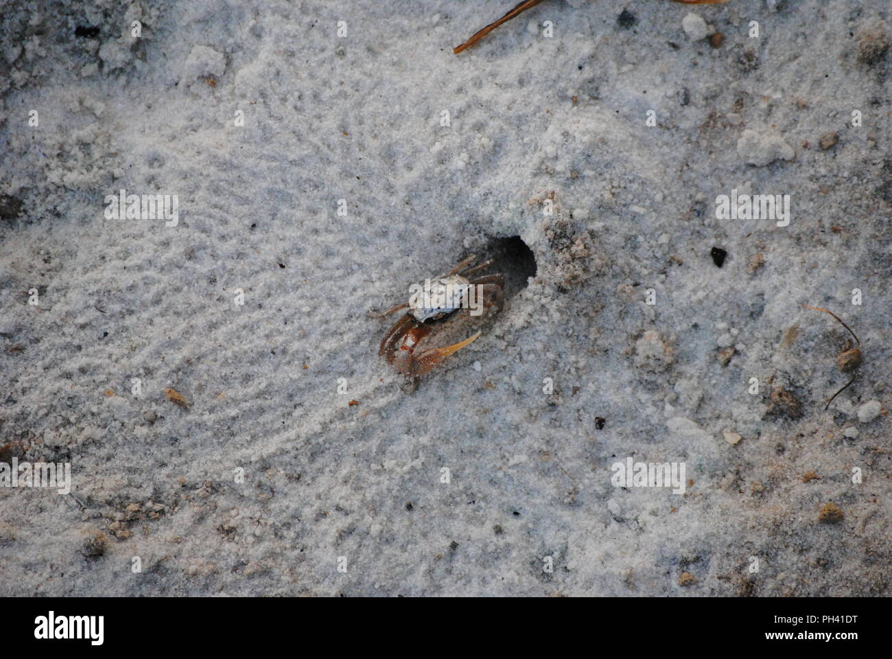 La faune de la côte du golfe Banque D'Images