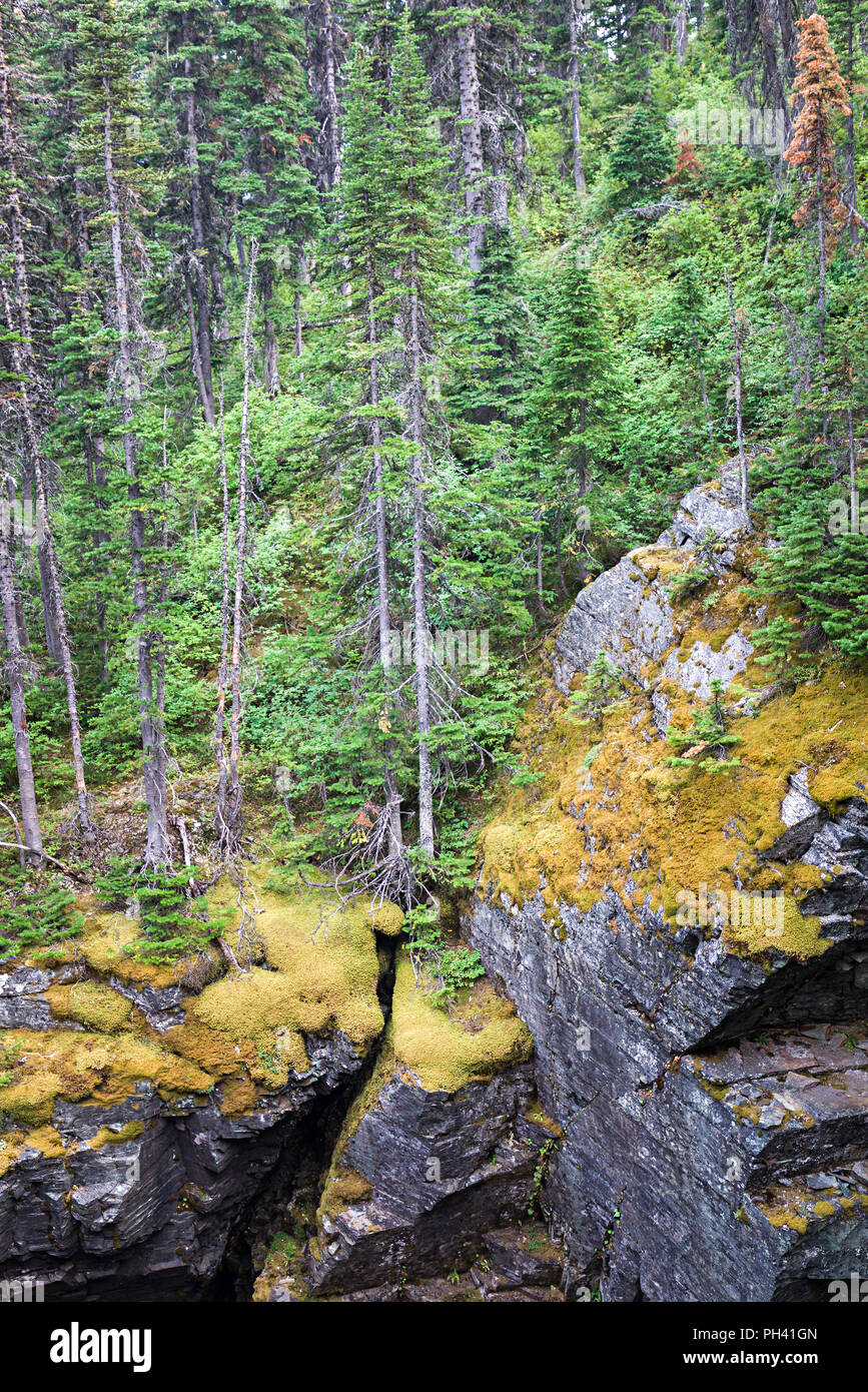 La mousse sur les roches, Rockwell Falls, Glacier National Park, Montana, USA Banque D'Images