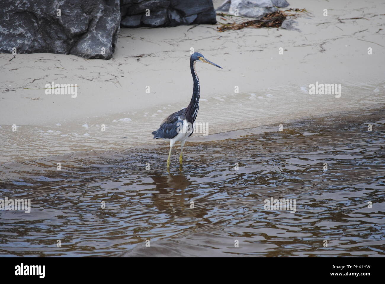La faune de la côte du golfe Banque D'Images