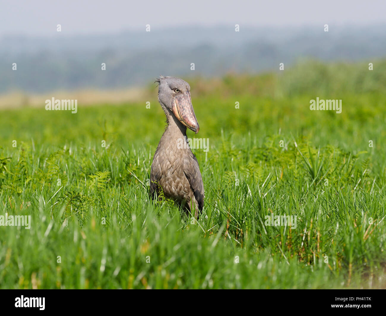 Shoebill, Balaeniceps rex, seul oiseau sur l'herbe, de l'Ouganda, août 2018 Banque D'Images