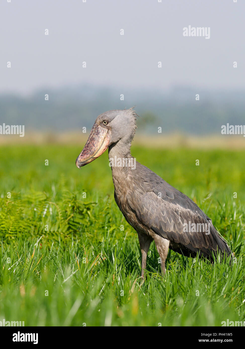 Shoebill, Balaeniceps rex, seul oiseau sur l'herbe, de l'Ouganda, août 2018 Banque D'Images