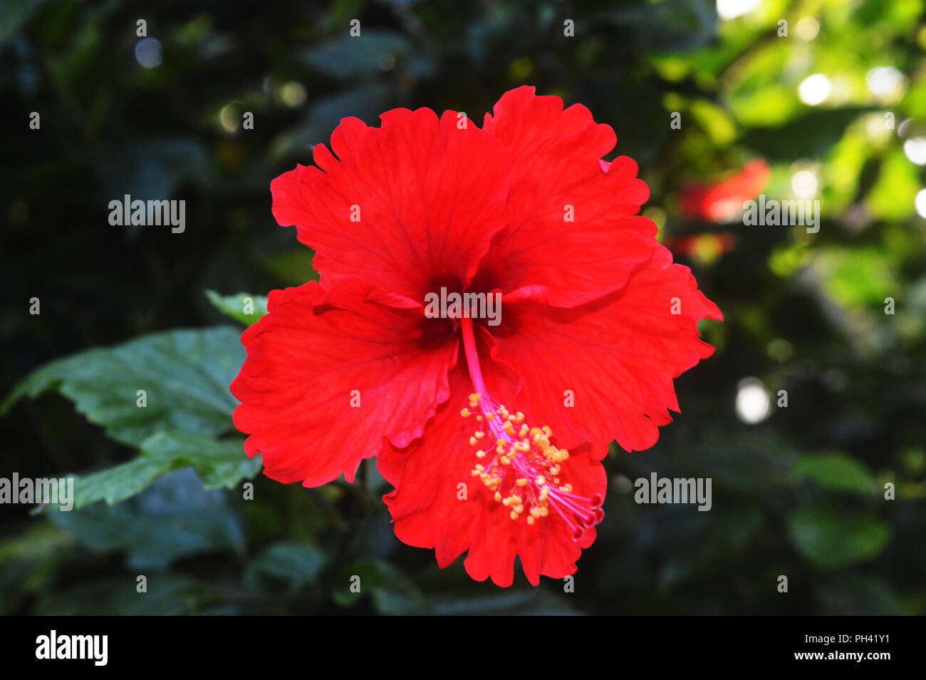 Joba rouge fleur Banque D'Images