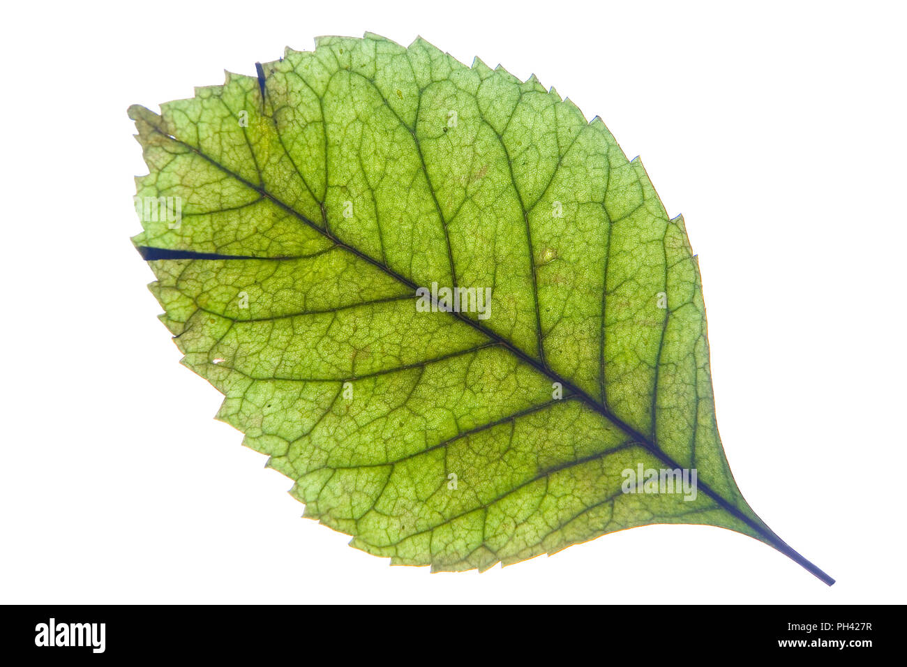 Une feuille verte avec des stries est photographié de près. Isoler sur fond blanc. Banque D'Images