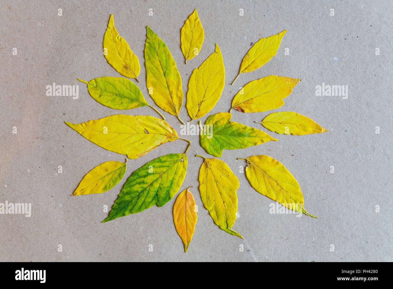 Sur la feuille de papier se trouvent les feuilles jaunies. De l'automne. Banque D'Images