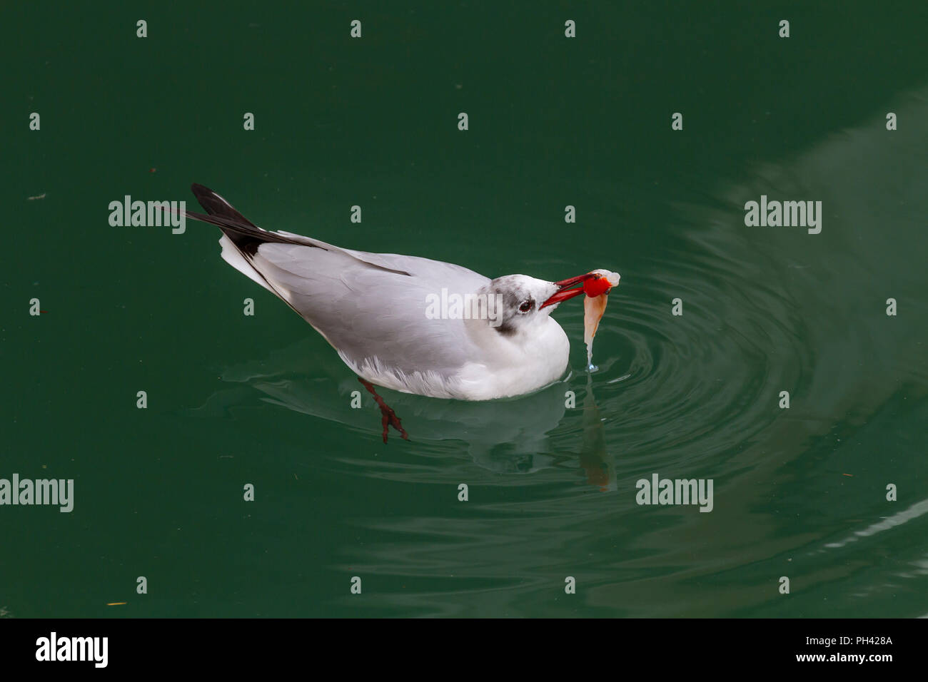 Black-Headed Gull avec poissons dans la lagune de Venise Banque D'Images