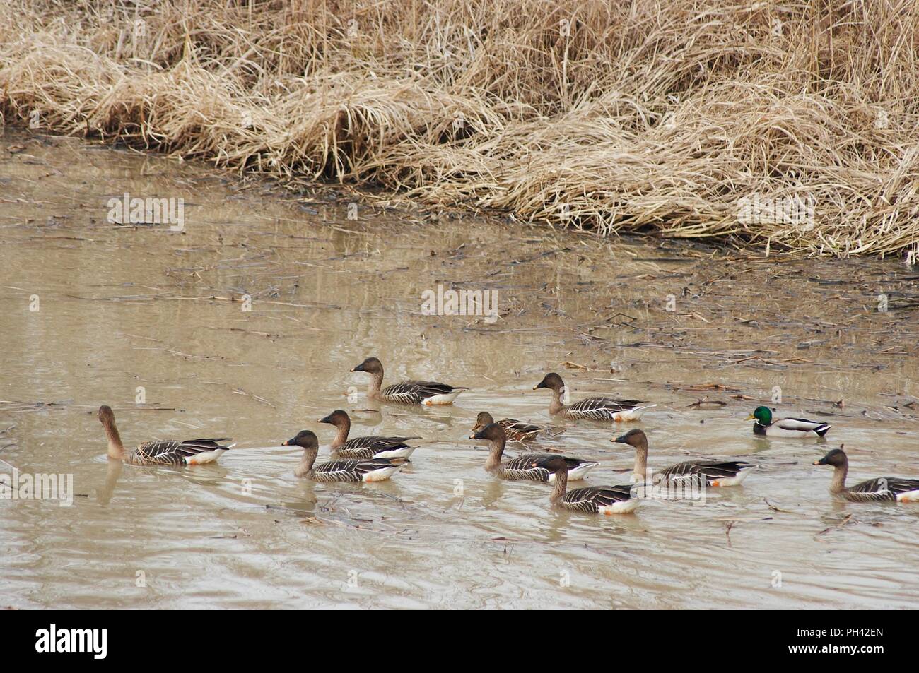 La natation en groupe d'oiseaux migrateurs dans le réservoir Junam, Corée Banque D'Images