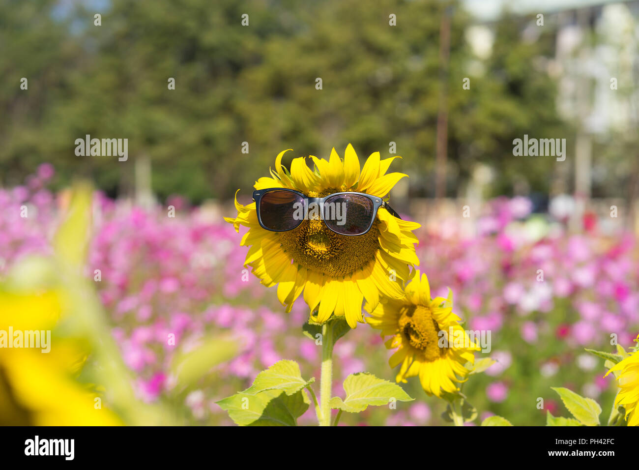 Le tournesol et sunglass sur fleur floue dans backgrouond le jardin, Banque D'Images