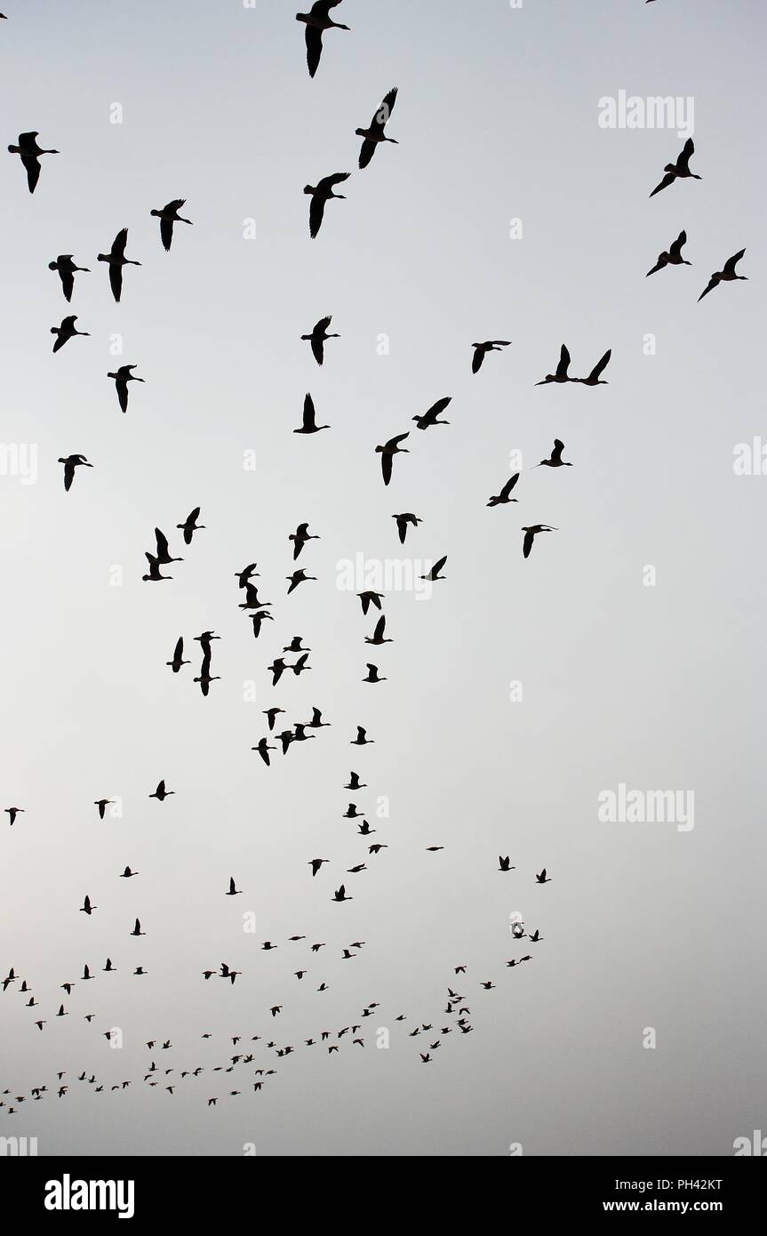 Vol magnifique d'un troupeau d'oiseaux migrateurs au réservoir Junam, Corée Banque D'Images