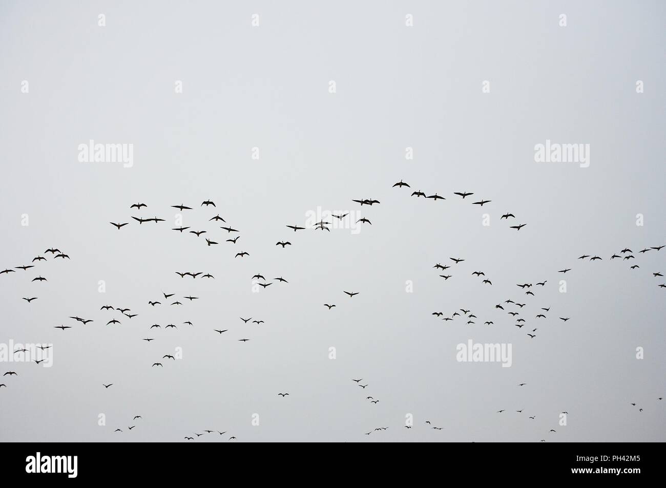 Vol magnifique d'un troupeau d'oiseaux migrateurs au réservoir Junam, Corée Banque D'Images
