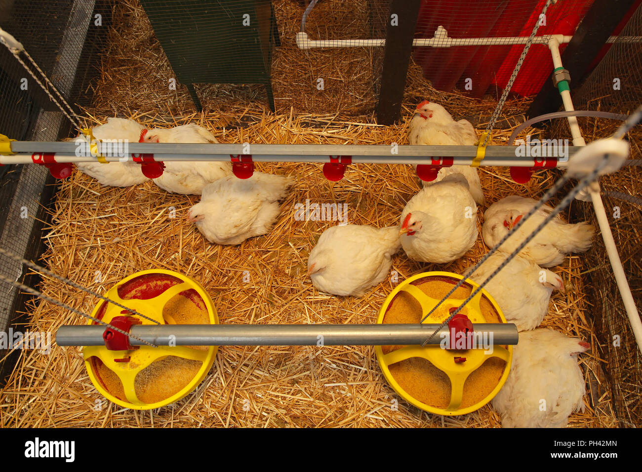 Blanc de poulets en poulailler à la ferme moderne Photo Stock - Alamy