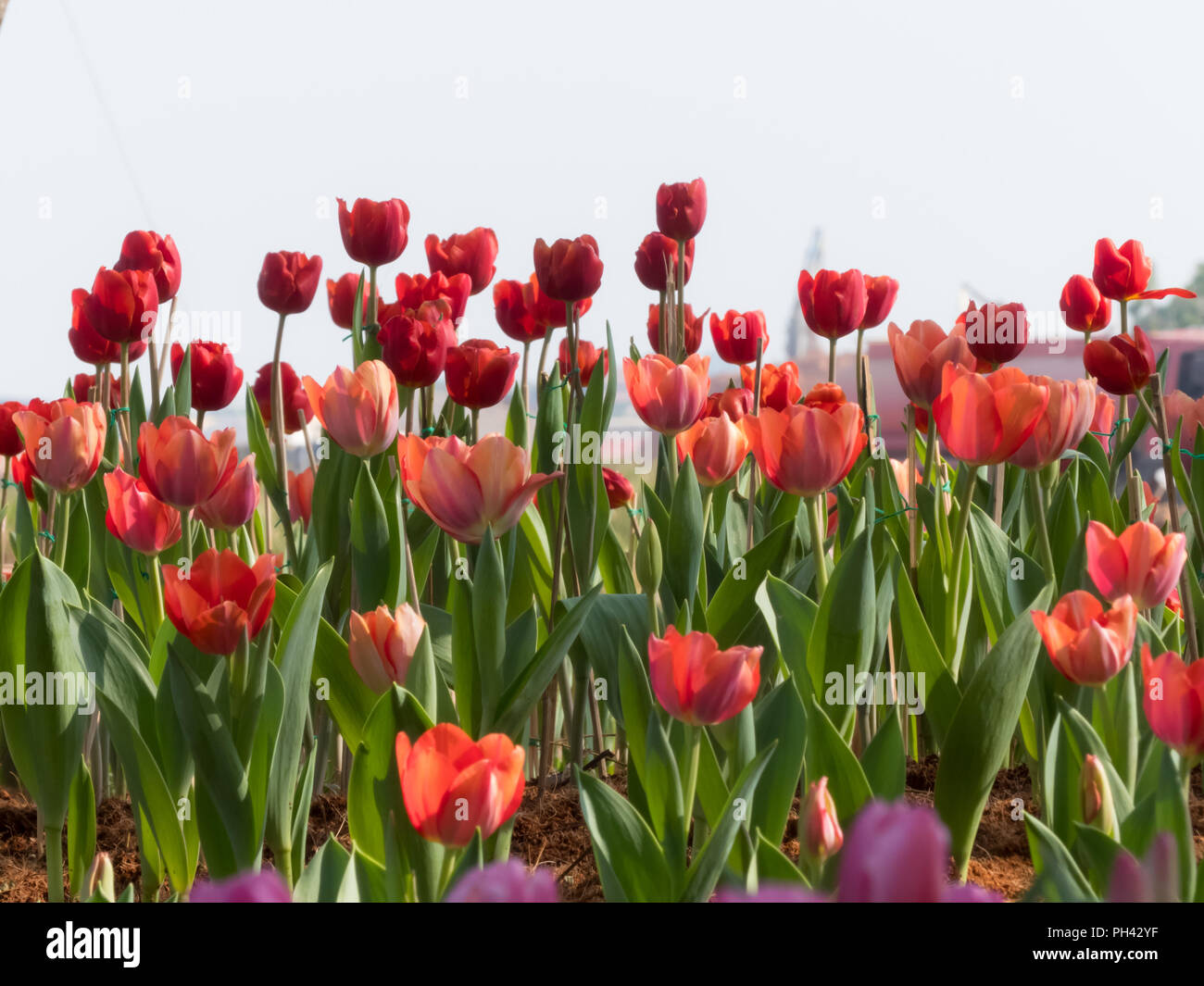 Belles tulipes, l'arrière-plan flou Banque D'Images
