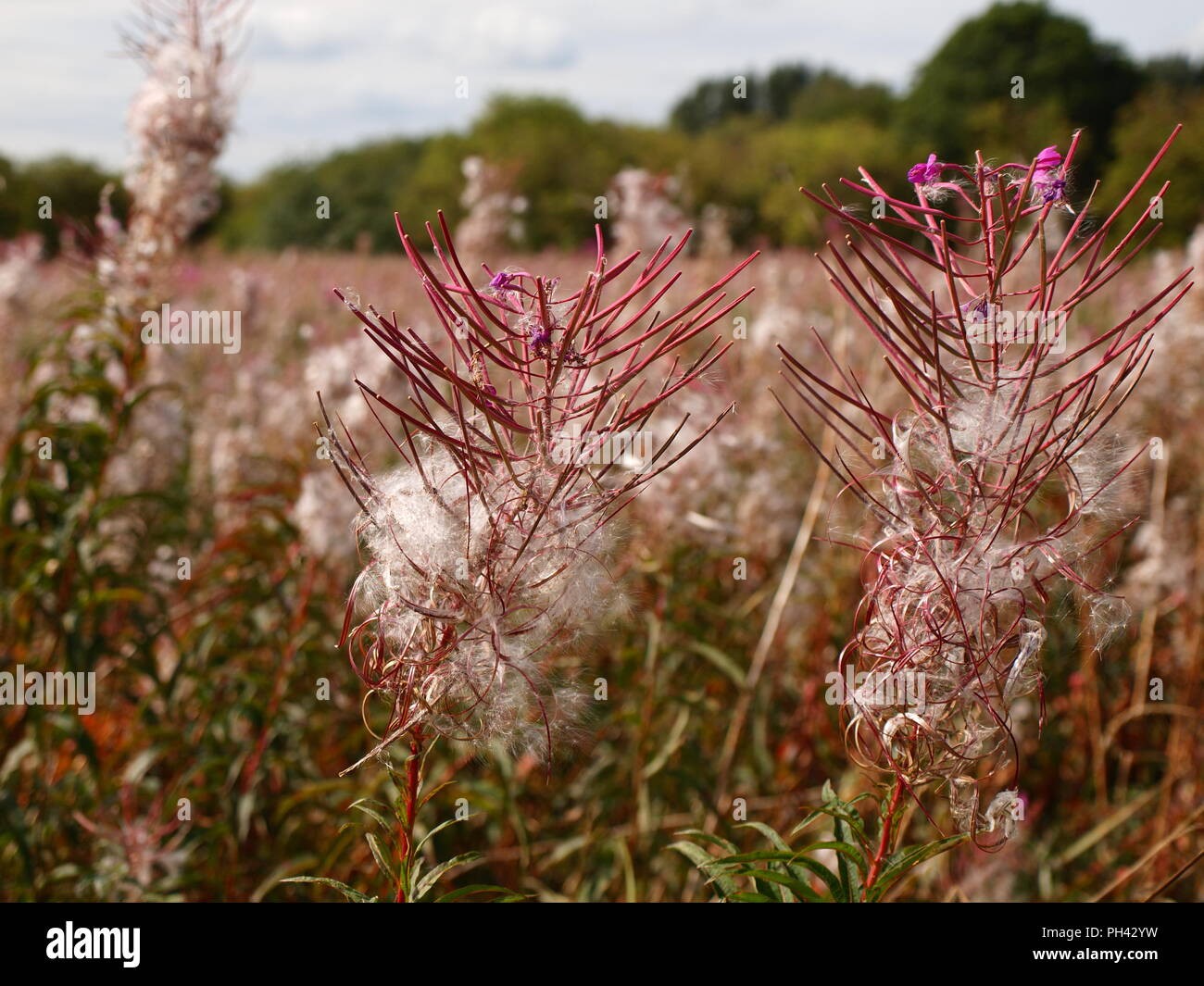 Charmaenerion angustifolium fireweed rosebay willowherb tourné en chorlton meadows Manchester en Angleterre en août Banque D'Images