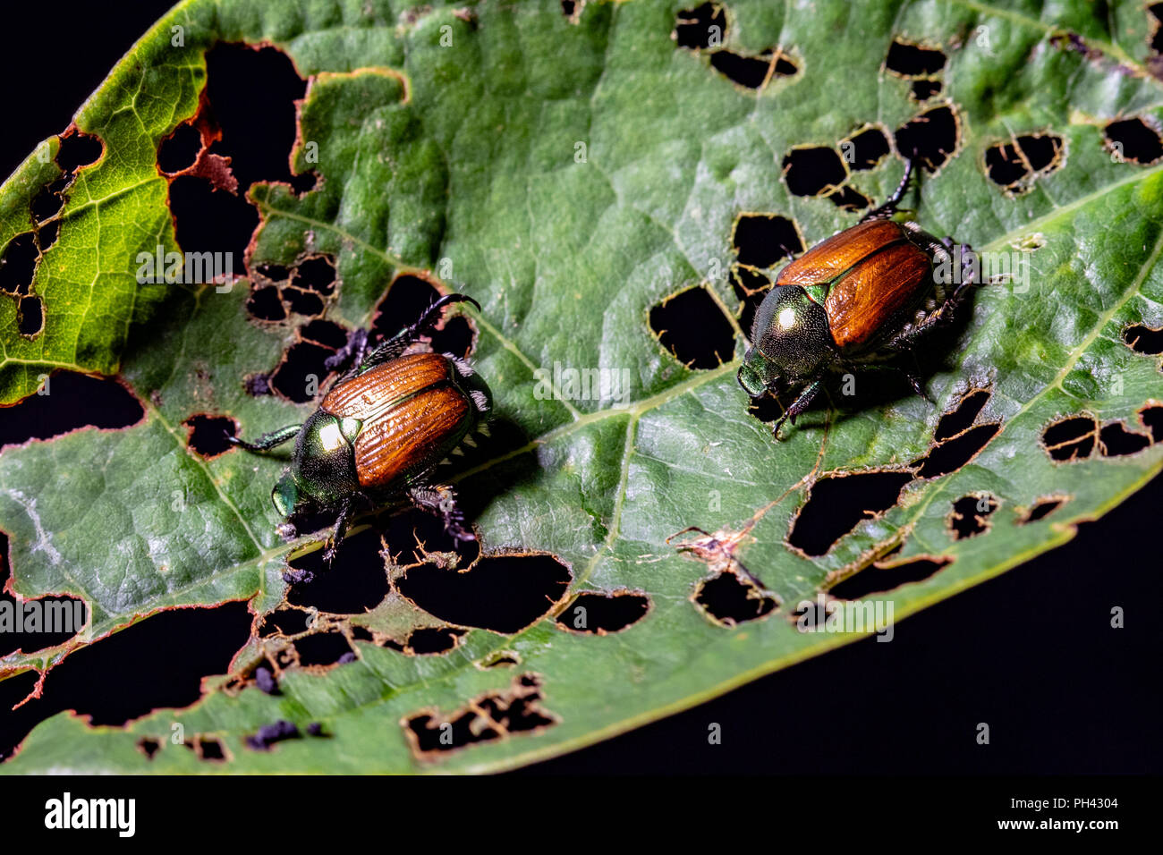 Le scarabée japonais (Popillia japonica) - Blue Ridge Parkway, près de Asheville, Caroline du Nord, États-Unis Banque D'Images