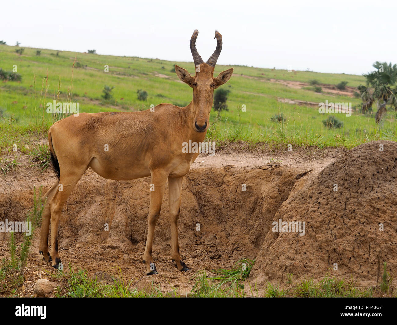 Bubale Alcelaphus buselaphus, Jacksons, seul mammifère de l'herbe, l'Ouganda, août 2018 Banque D'Images