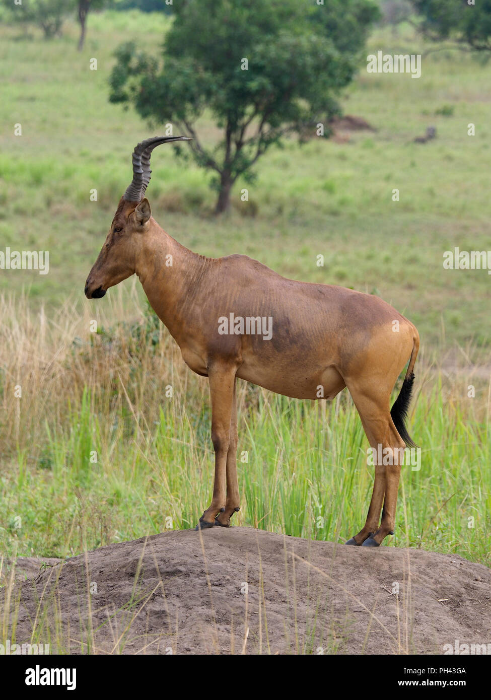 Bubale Alcelaphus buselaphus Jacksons, Groupe, sur l'herbe, de l'Ouganda, août 2018 Banque D'Images