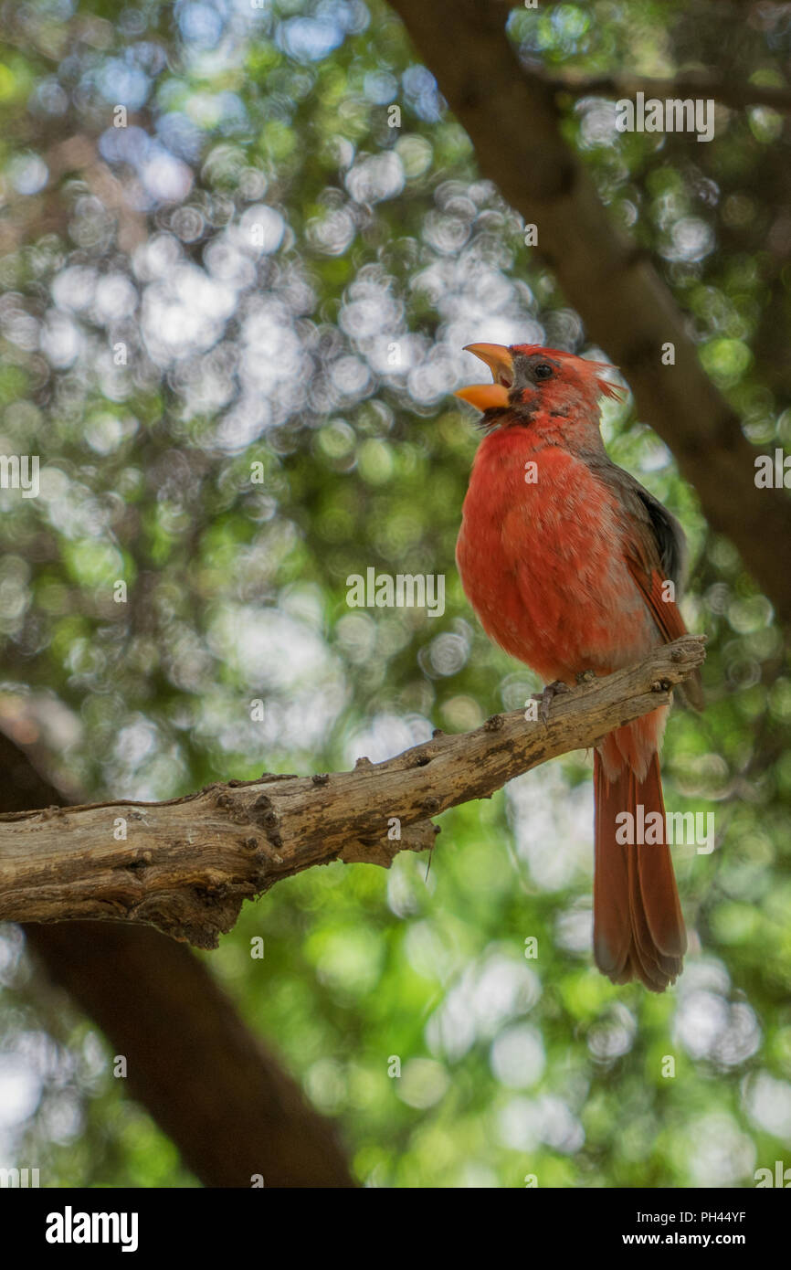 Un mâle cardinal désert perché sur une branche d'arbre, le chant Banque D'Images