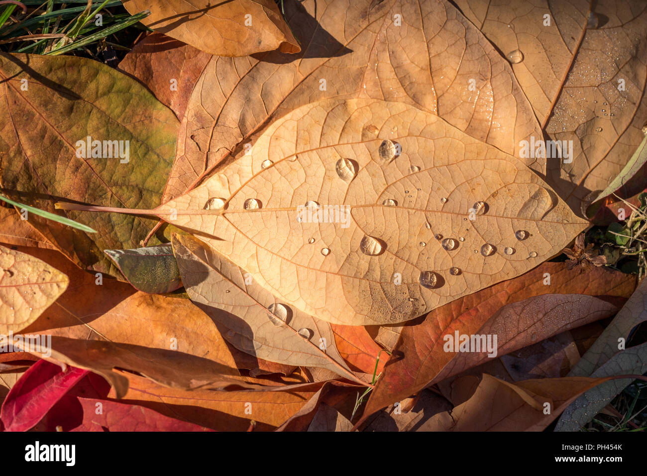 Soleil du matin met en lumière les gouttes sur les feuilles mortes Banque D'Images