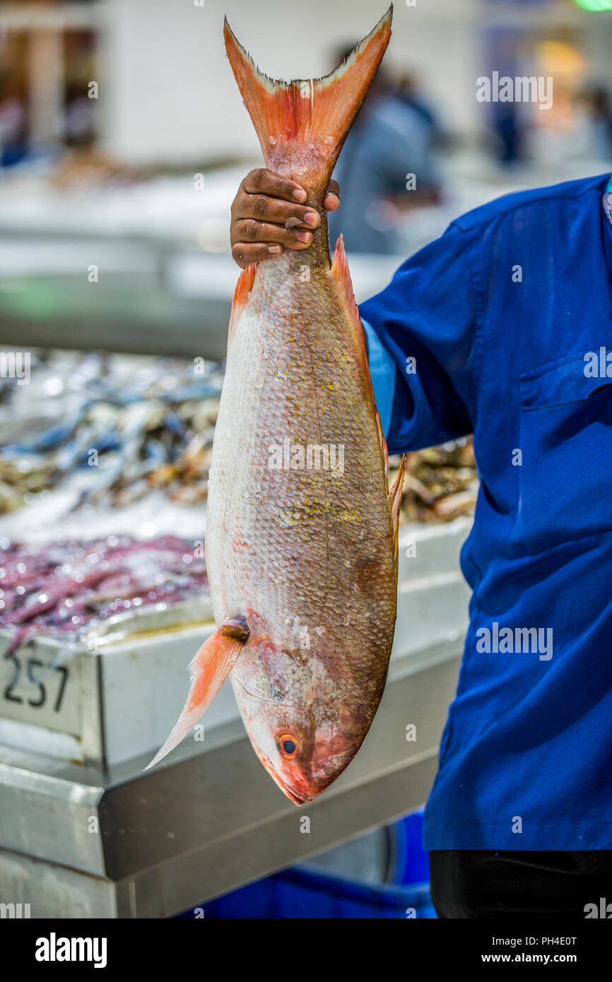 Sales man holding Fresh poissons barracuda brutes du marché en Banque D'Images