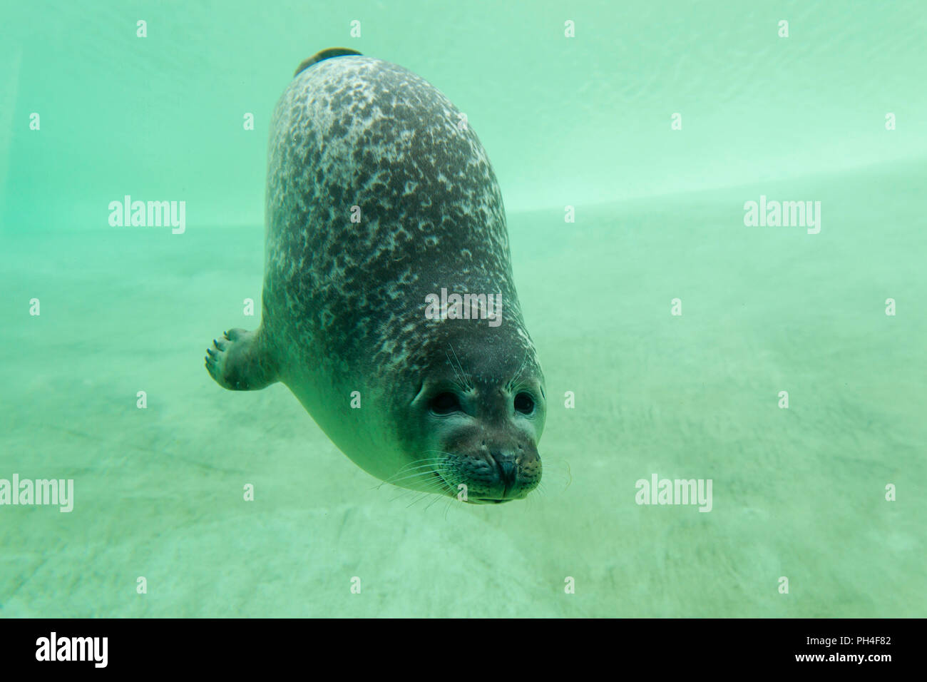 Phoque commun, le phoque commun (Phoca vitulina) sous l'eau dans un bassin. Centre d'étanchéité Friedrichskoog, Schleswig-Holstein, Allemagne Banque D'Images