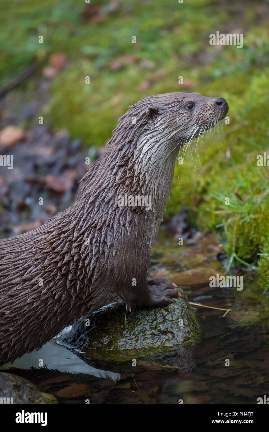 Eurasian loutre (Lutra lutra). Portrait d'adulte. Allemagne Banque D'Images