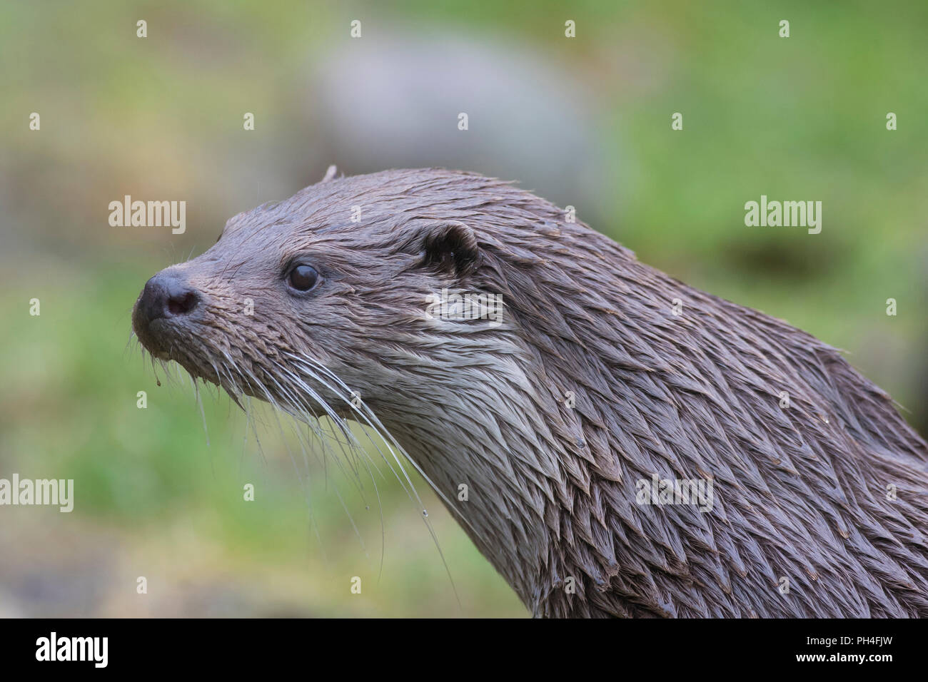 Eurasian loutre (Lutra lutra). Portrait d'adulte. Allemagne Banque D'Images