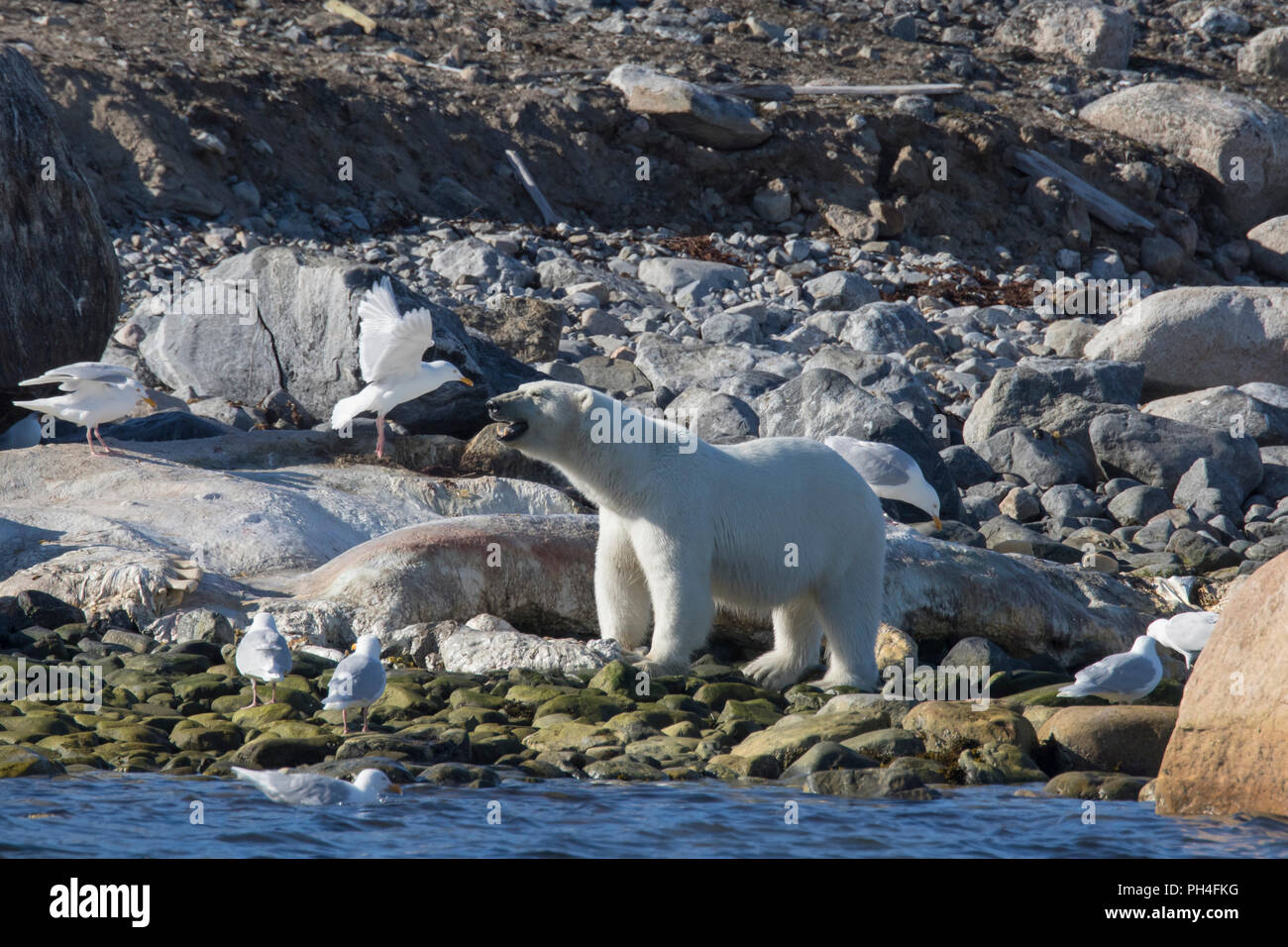 L'ours polaire (Ursus maritimus). Adulte à la carcasse d'un cachalot. Svalbard, Norvège Banque D'Images
