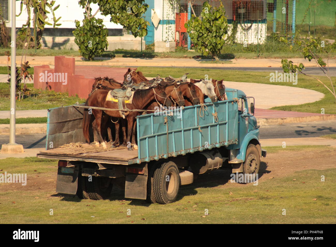transport de cheval Banque D'Images