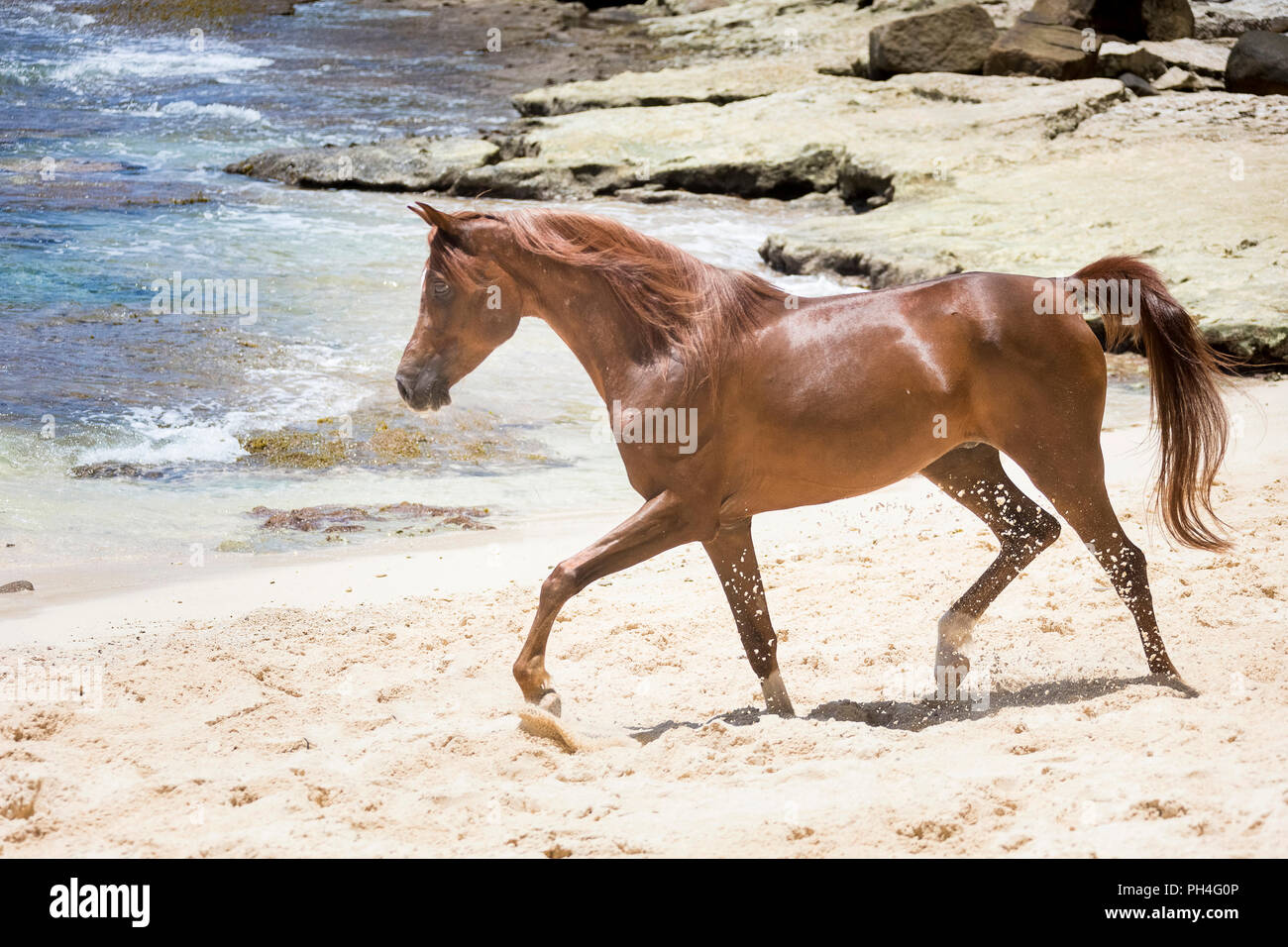 Cheval Arabe. Le trotteur hongre alezan sur une plage tropicale. Seychelles Banque D'Images