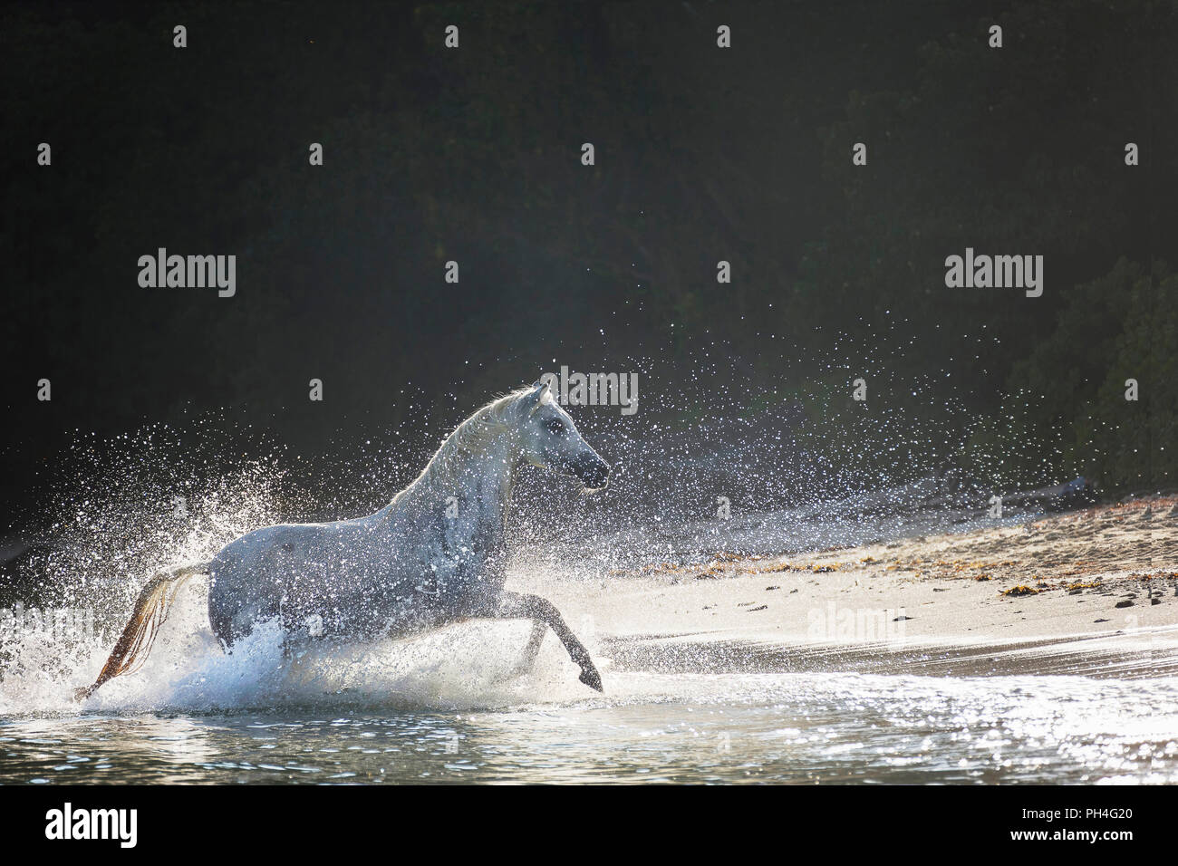 Cheval Arabe. Jument grise galoper hors de la mer sur une plage tropicale. Seychelles Banque D'Images