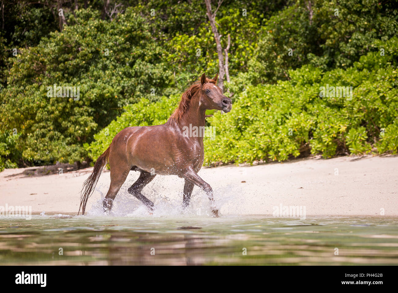 Cheval Arabe. Le trotteur hongre alezan sur une plage tropicale. Seychelles Banque D'Images