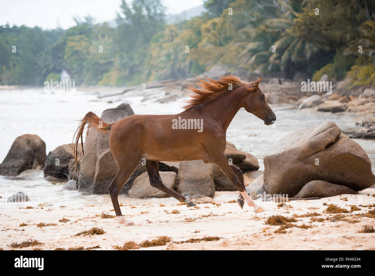 Cheval Arabe. Hongre alezan galoper sur une plage tropicale. Seychelles Banque D'Images