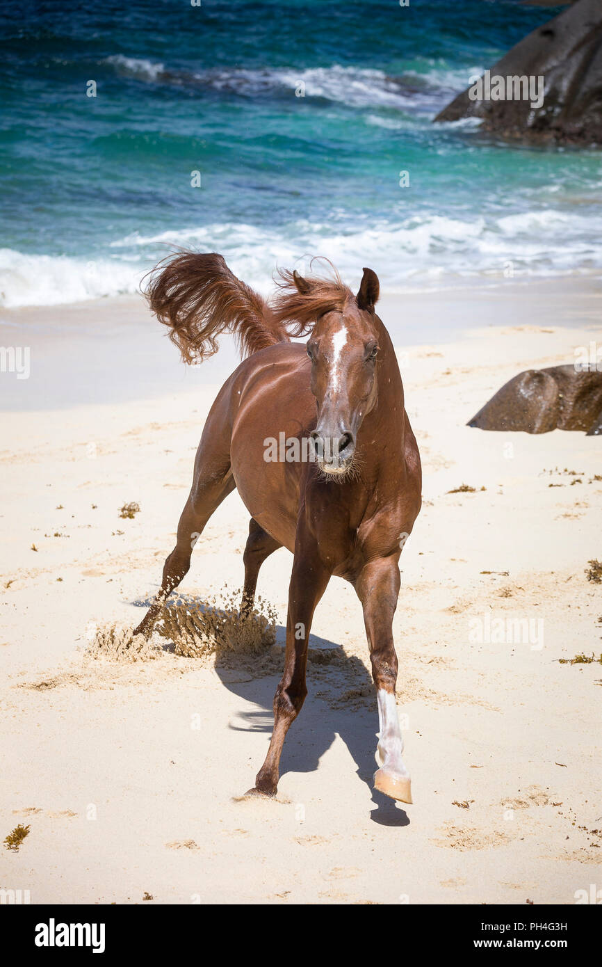 Cheval Arabe. Hongre alezan galoper sur une plage tropicale. Seychelles Banque D'Images