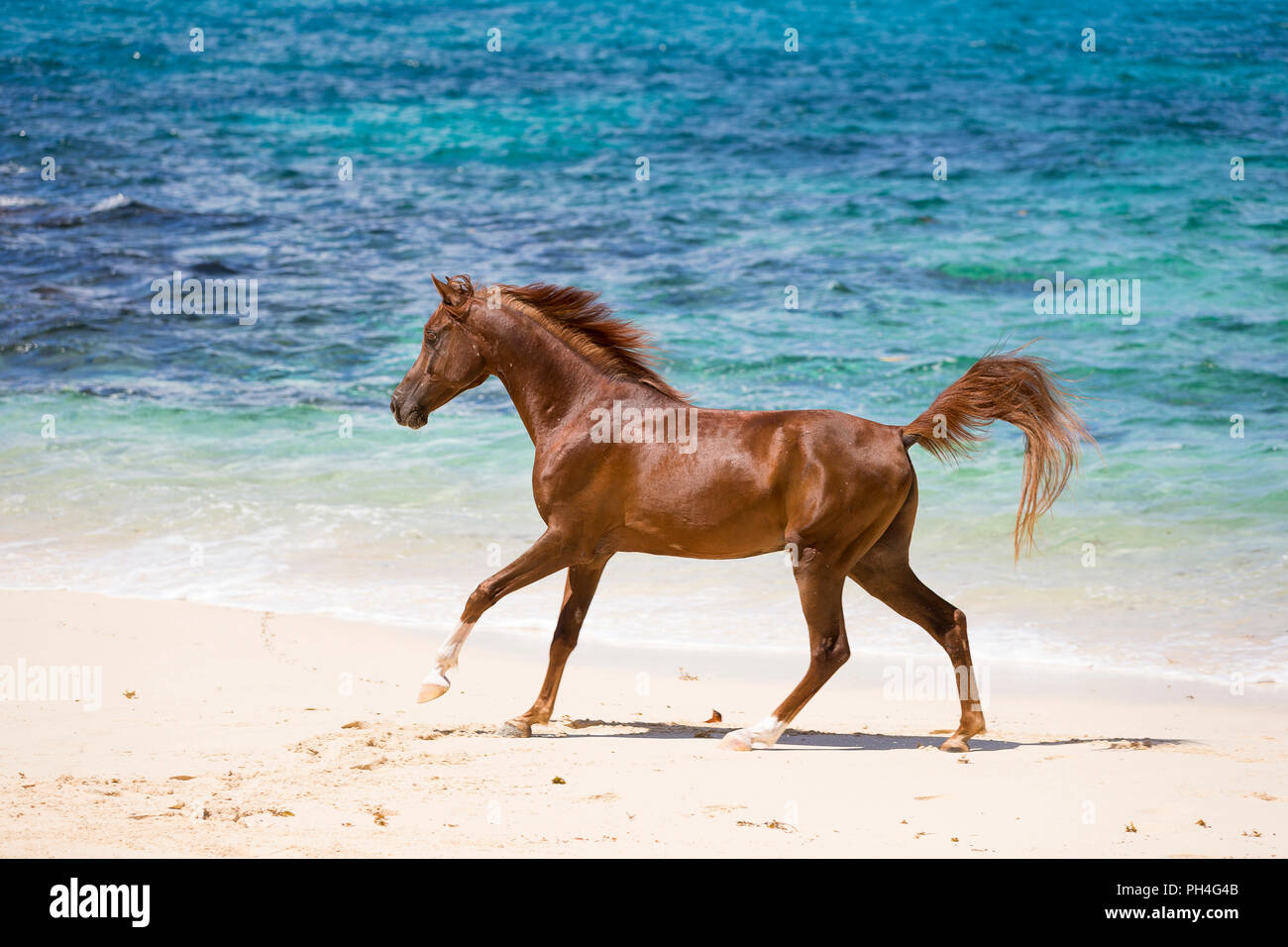 Cheval Arabe. Hongre alezan galoper sur une plage tropicale. Seychelles Banque D'Images