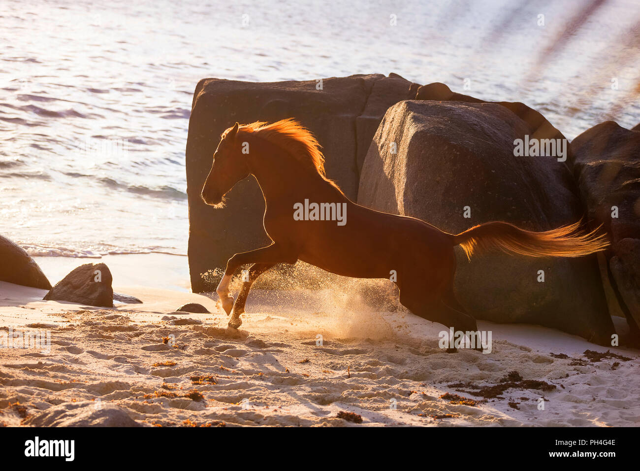 Cheval Arabe. Hongre alezan galoper sur une plage au coucher du soleil. Seychelles Banque D'Images