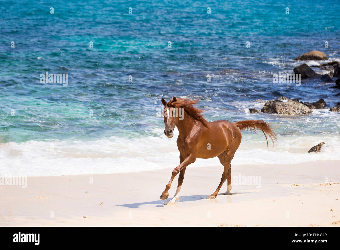 Cheval Arabe. Hongre alezan galoper sur une plage tropicale. Seychelles Banque D'Images